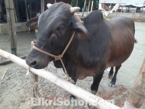 কুরবানীর জন্য অরিজিনাল দেশি ষাঁড়